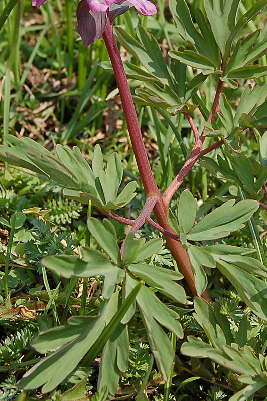 Corydalis cava / Colombina cava